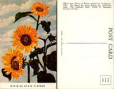Sunflowers Official State Flower Kansas KS Postcard Sunflower