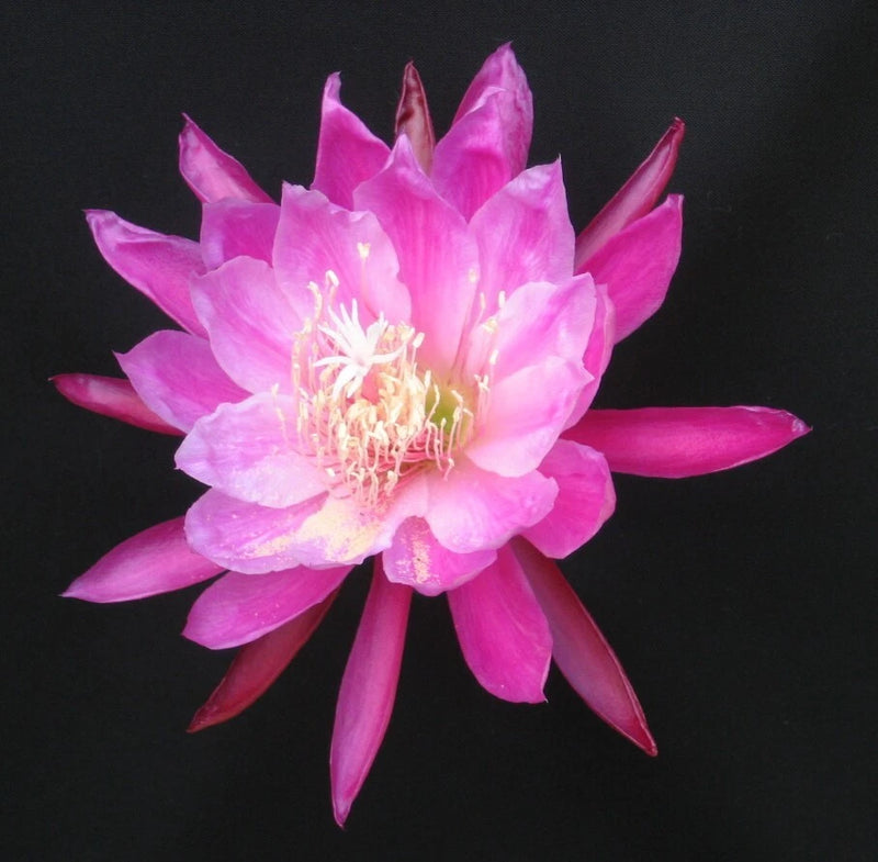 Pink orchid cactus flower with layered petals and pale center filaments