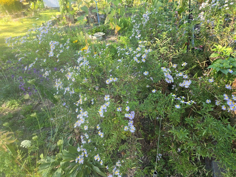 1/4 teasp Skyblue Aster Seeds/NATIVE/Symphyotrichum oolentangien/Native US Plant Flowering Plants