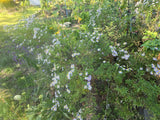 1/4 teasp Skyblue Aster Seeds/NATIVE/Symphyotrichum oolentangien/Native US Plant Flowering Plants
