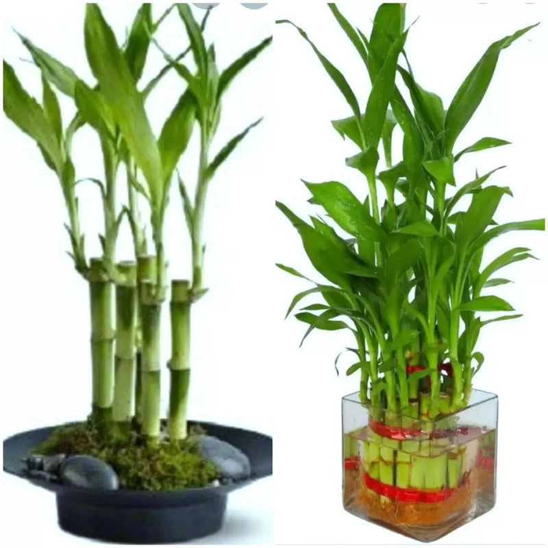 7 Lucky Bamboo Plant seeds, Feng Shui, GIFT,  Live Plant Seeds Wedding Favors Green Plant