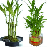 7 Lucky Bamboo Plant seeds, Feng Shui, GIFT,  Live Plant Seeds Wedding Favors Green Plant