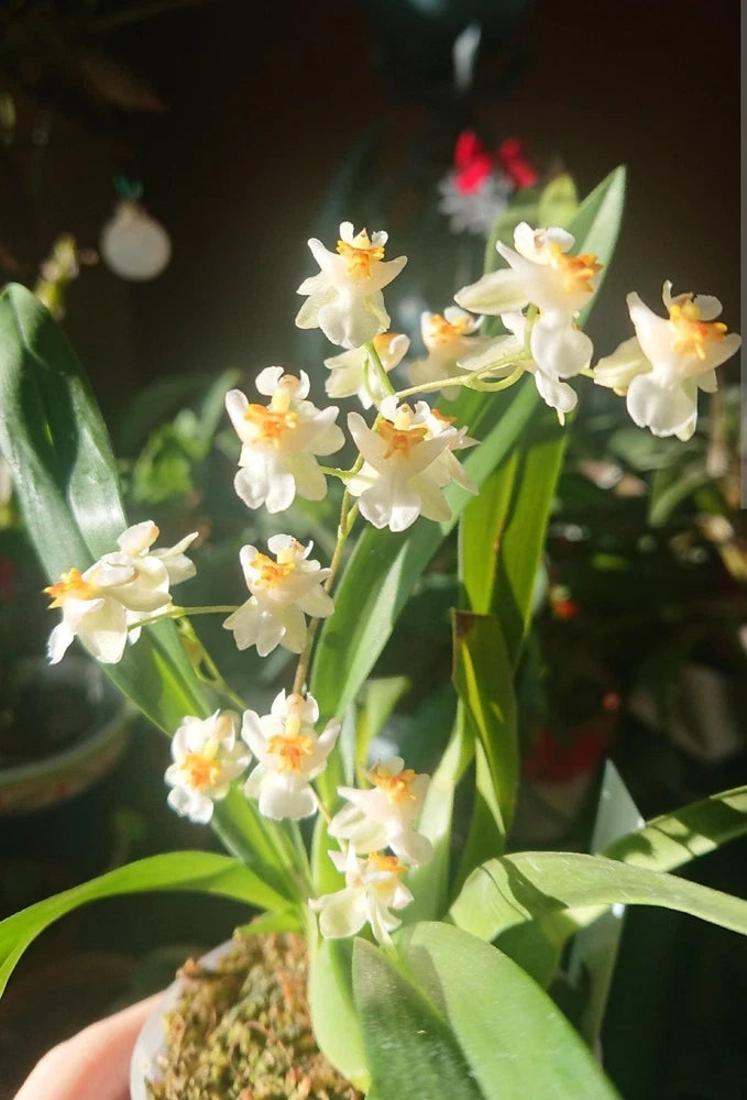 Mini Oncidium orchid with white and yellow flowers and green strap-like leaves