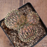 D5285 GYMNOCALYCIUM BALDIANUM CRESTED pot12-H7-W12 cm MaMa Cactus Green Plant