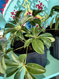 Schefflera Actinophylla - Umbrella Tree Green Plant
