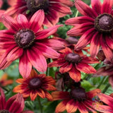 200+ Cherry Brandy Rudbeckia Seeds for Garden Planting - USA - FREE SHIPPING! Garden Plants