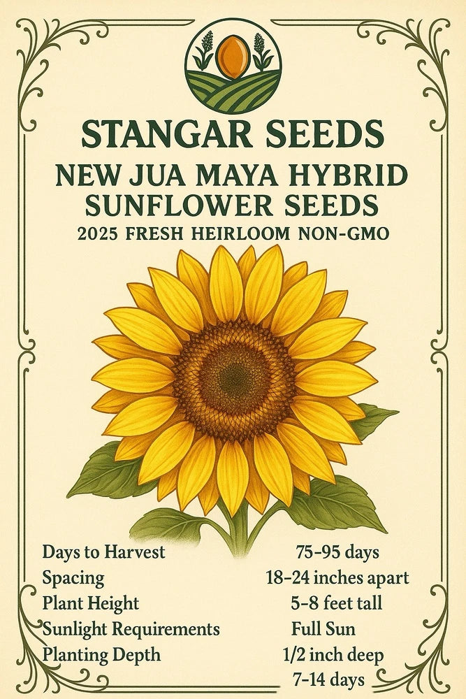 New Jua Maya Hybrid Sunflower Seeds 2026 Fresh Heirloom Non-GMO Sunflower