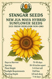 New Jua Maya Hybrid Sunflower Seeds 2026 Fresh Heirloom Non-GMO Sunflower