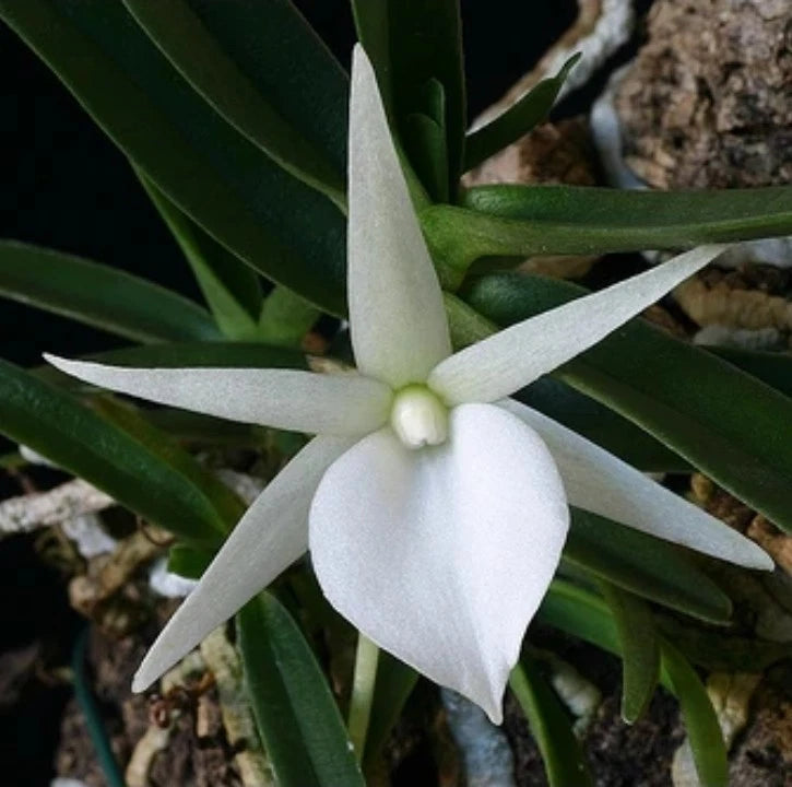 Miniature Angraecum orchid with white star-shaped flower and green leaves
