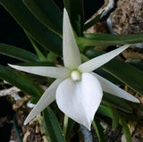 Angraecum rutenbergianum near blooming size miniature Angraecum orchid species. Orchids