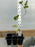 Watermelon Live Plant - Seedlings/Plugs and Plants - 3"- 12" tall - 30-60+ days Green Plant