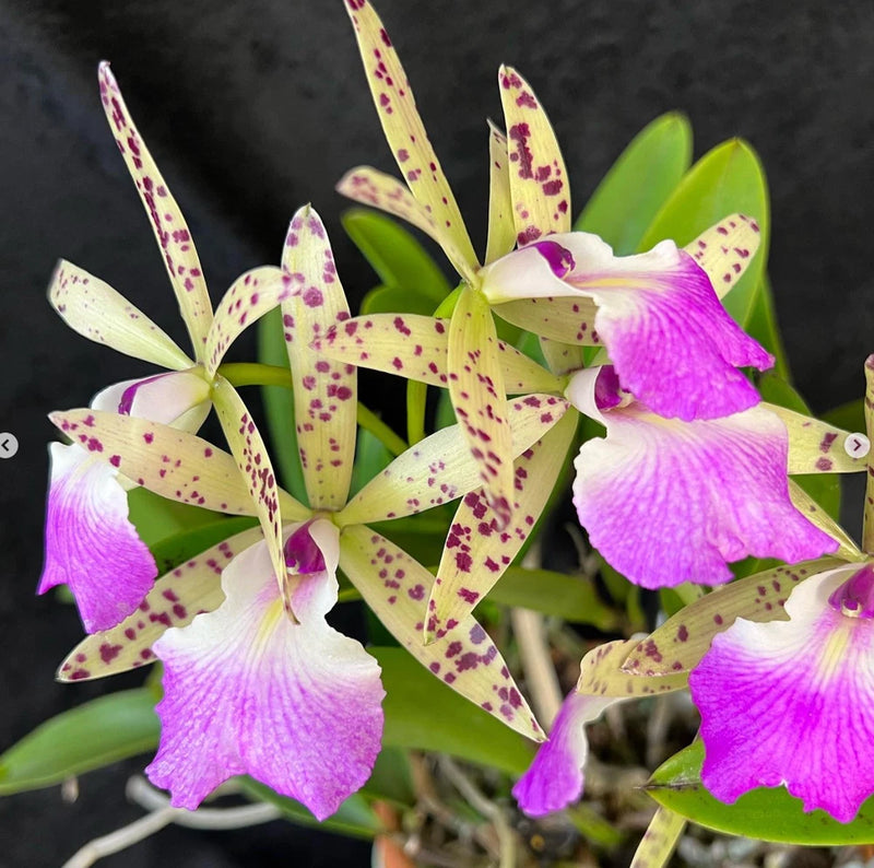 Spotted purple and white orchid flowers with green leaves on display