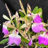 Brassocattleya Theresa Ricci 4n- Cattleya aclandiae hybrid, spots, DIVISION Orchids