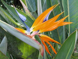 Bird of Paradise - Strelitzia Reginae Green Plant