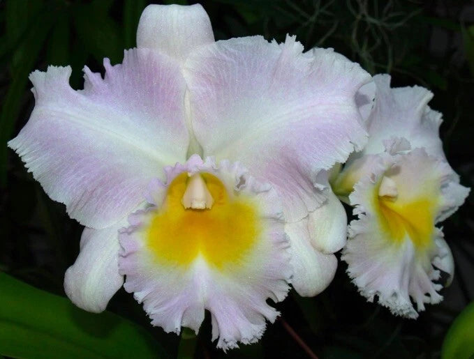 White orchid flowers with pink edges and yellow centers