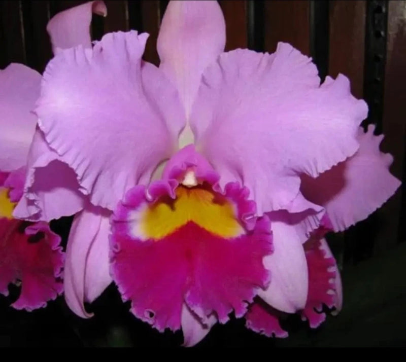 Purple blooming cattleya orchid with ruffled petals and yellow center