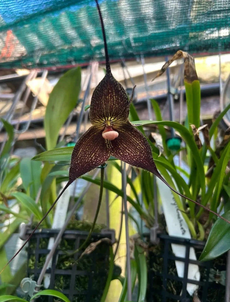 Dark maroon orchid bloom with long petals and green leaves in a pot