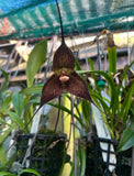 Dracula hirtzii ÔBlackieÕ Orchid Species Bloom Size SINGLE Division 1.5-2Ó Pot Orchids