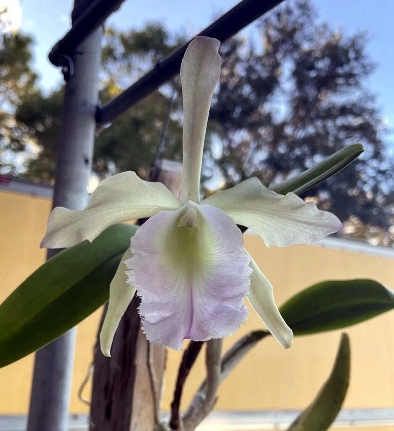 Cattleya orchid flower with white petals and pale green leaves