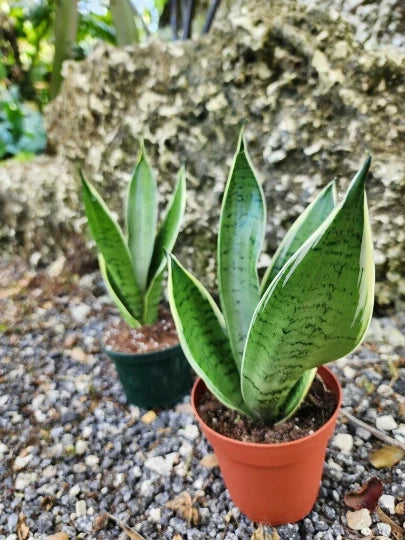 Snake plant with upright variegated leaves in terracotta pot