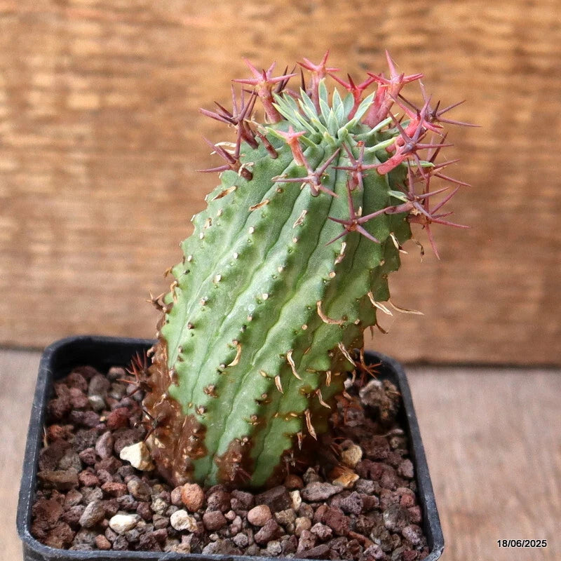 D4678 EUPHORBIA STELLISPINA pot7-H8-W4 cm MaMa Cactus Green Plant