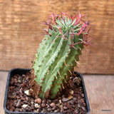 D4678 EUPHORBIA STELLISPINA pot7-H8-W4 cm MaMa Cactus Green Plant