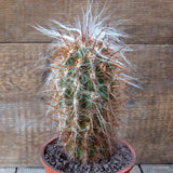 D6778 OROCEREUS TROLLII pot12-H17-W7 cm MaMa Cactus Green Plant
