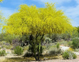 Cercidium Parkinsonii, rare thorn Parkinsonia Aculeata palo verde tree -15 seeds Orchids