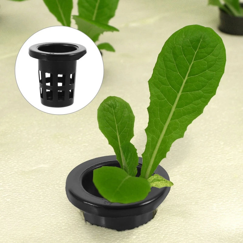 Black slotted net hydroponic planting basket cup with small green sprout