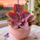 Rare Succulent Plants 3" Bare Root | Live Indoor Succulents |  Easy Care plant Green Plant