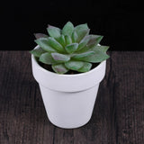 10 Pcs Indoor Gardening for Home Decor Small Planting Pots Terracotta Garden Plants