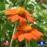 150 Mexican Sunflower Seeds Non-GMO Heirloom BTGO 75% OFF Sunflower
