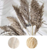 6 Sprays Stems 32" Natural Pampas Grass Dried Plant Party Events Decorations Pampas Grass