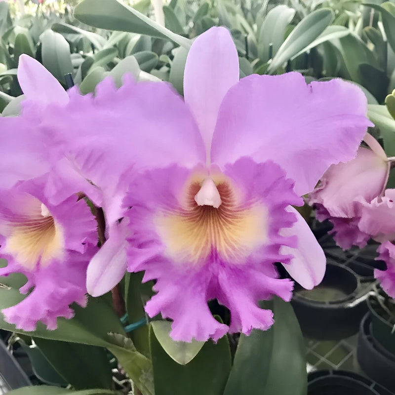 Lilac orchid flower with ruffled petals and yellow-orange center, in a pot