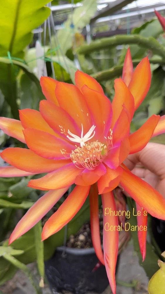 Orange Epiphyllum orchid cactus flower on unrooted cutting stem, coral petals