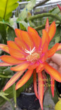 Epiphyllum Orchid Cactus ÒCoral Dance Ó 8inch Cutting Stem, Unrooted. Orchids