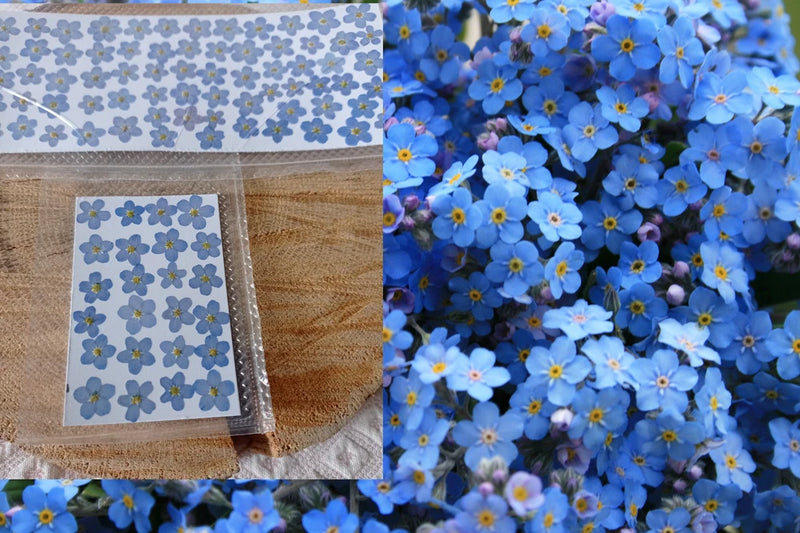 Pressed forget-me-not dried flowers pack with blue blossoms in a clear square window