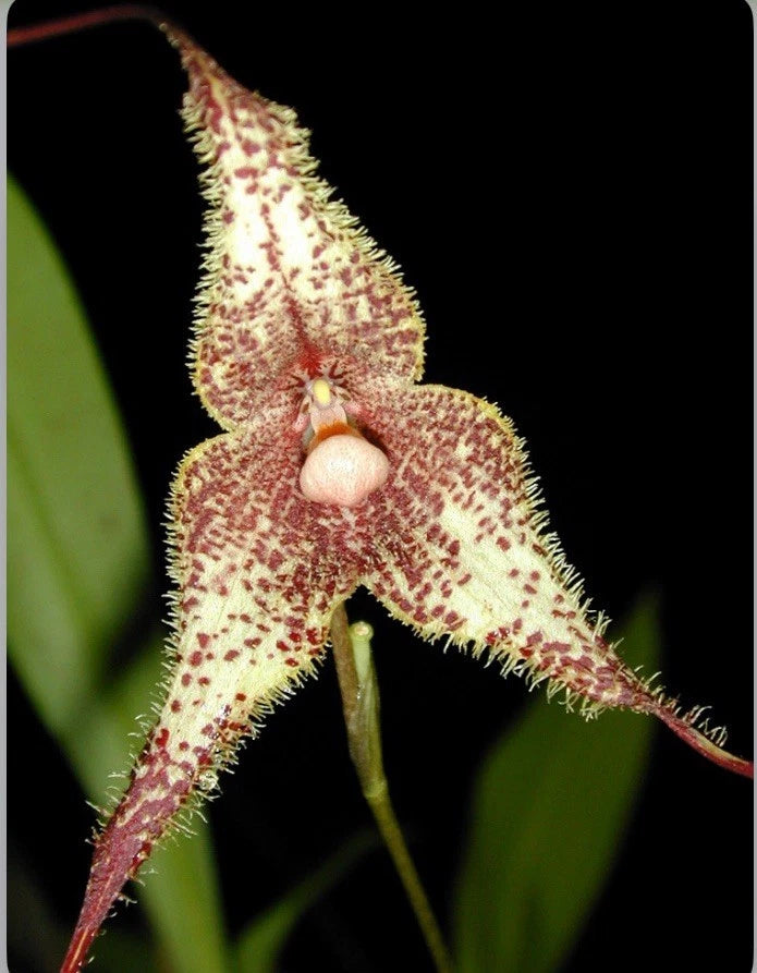 Cream orchid with red spots, fuzzy pointed petals and lip