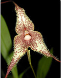 Cream orchid with red spots, fuzzy pointed petals and lip