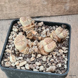 D5551 LITHOPS KULII V. BRUNNEA C179 pot10-H4-W9 cm MaMa Cactus Green Plant