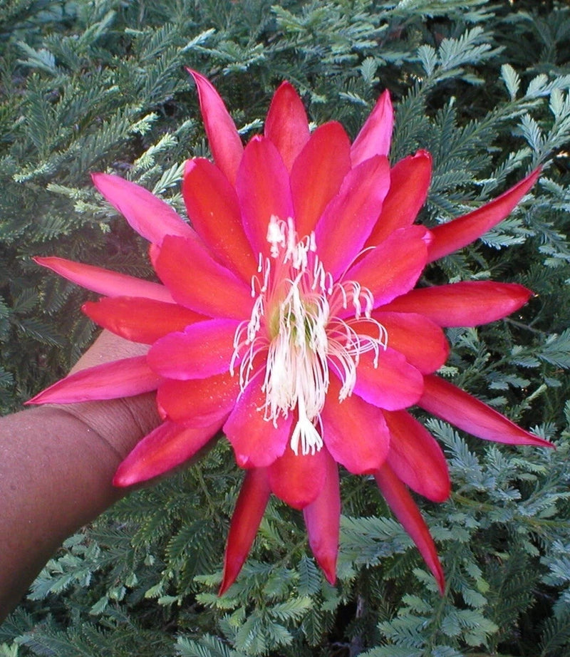 Orchid cactus flower with bright pink-red petals and white stamens, held by hand