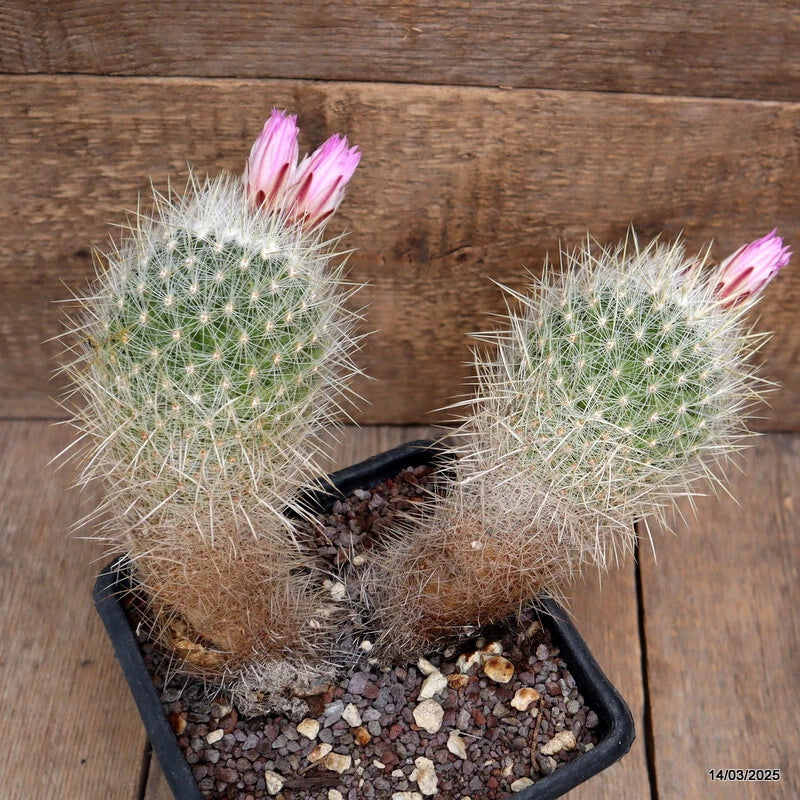 Potted cactus plant with two round green stems, white spines, and pink blooms