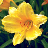 5 HAPPY RETURNS DAYLILY SEEDS - Hemerocallis 'Happy Returns' Garden Plants