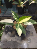 Philodendron Green Congo Marble Variegated Real Picture Rare Plant Green Plant