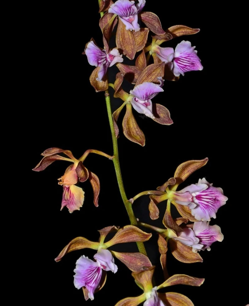 Live orchid plant with purple-pink striped blooms and dark brown leaves