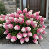 50 Panicle Hydrangea Seeds Ð Two-Tone Pink-White Flowers for Landscaping Hydrangea