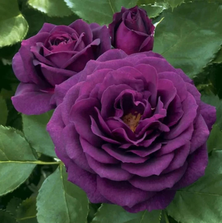 Dark Purple Rose Seeds - Pack 30 Seeds - Rose Flower Gardening Garden Plants