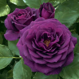 Dark Purple Rose Seeds - Pack 30 Seeds - Rose Flower Gardening Garden Plants