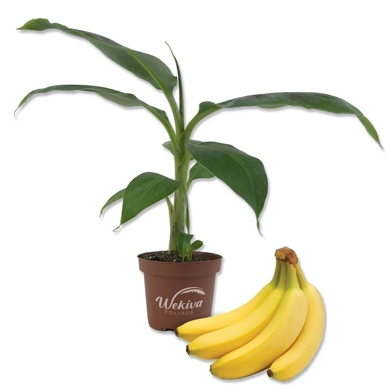 Live banana tree plant in a brown 4-inch grower pot with broad green leaves