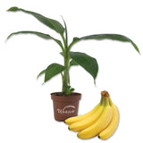 Banana Tree - Live Plants in 4 Inch Growers Pots - Grower's Choice,to Orchids